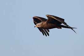 Black Kite