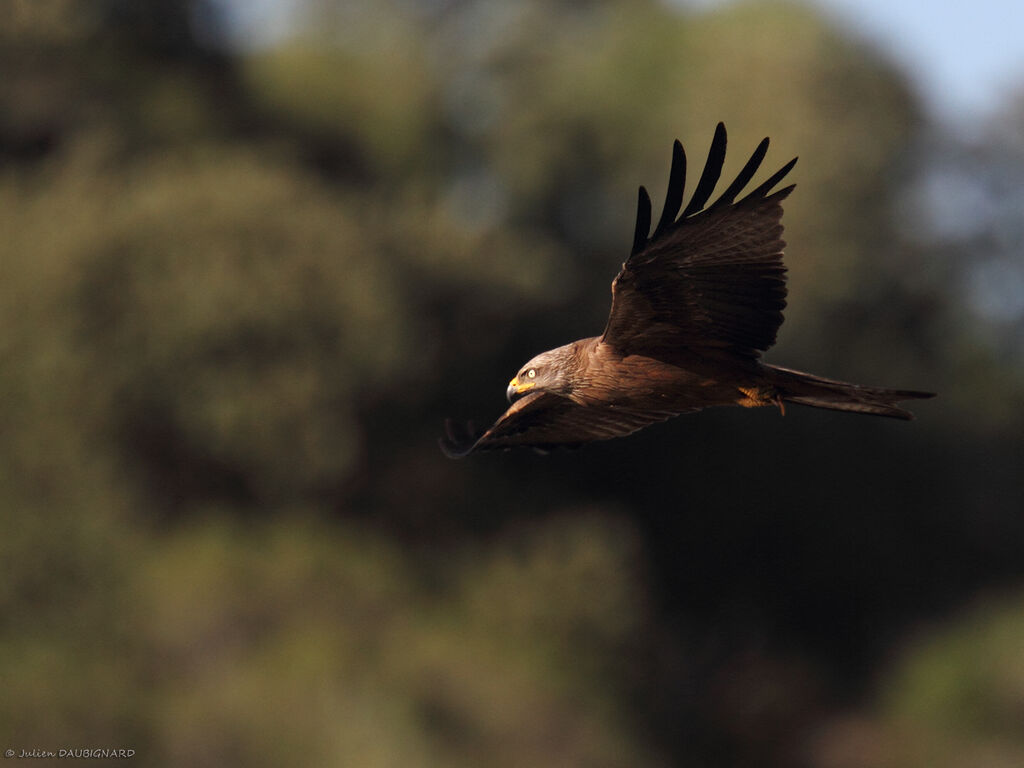 Black Kite, Flight