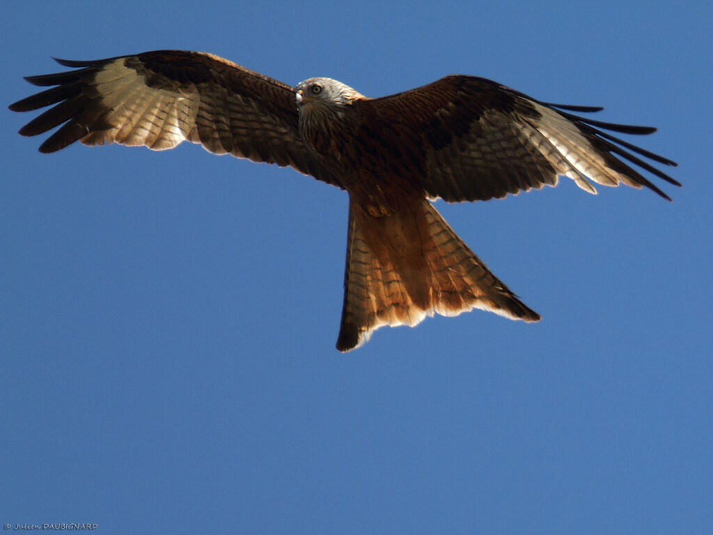 Red Kiteadult, Flight