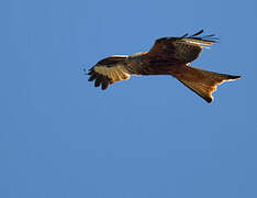 Red Kite