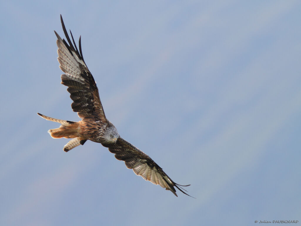 Red Kite, Flight