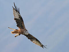 Red Kite