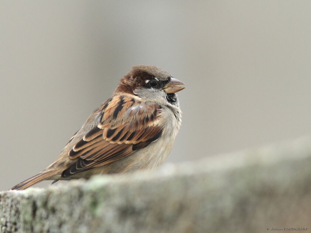 Moineau domestique, identification