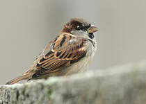 Moineau domestique