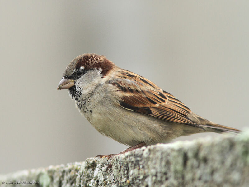 House Sparrow, identification