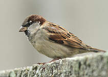 Moineau domestique