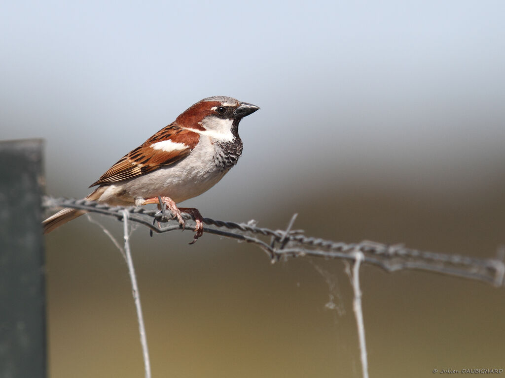 House Sparrow male adult breeding, identification