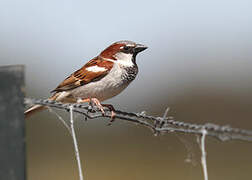 House Sparrow