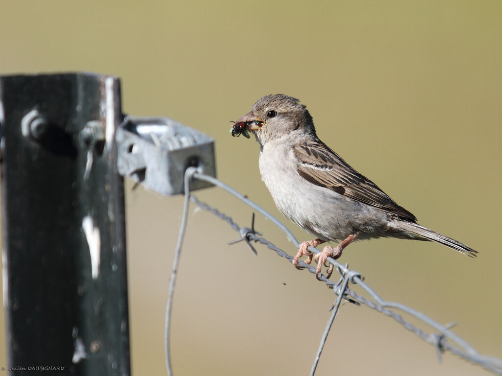 Moineau domestique femelle adulte, identification