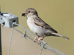 House Sparrow