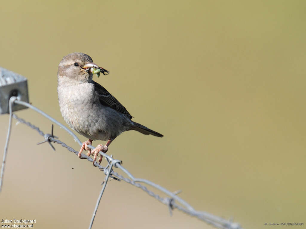 Moineau domestique femelle adulte, régime