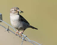 Moineau domestique