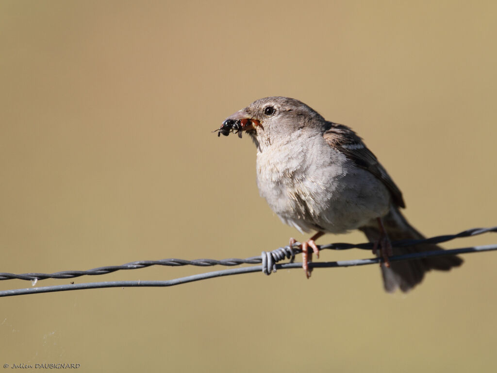 Moineau domestique femelle adulte, identification