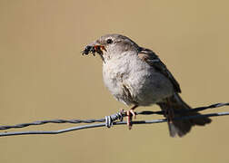 Moineau domestique