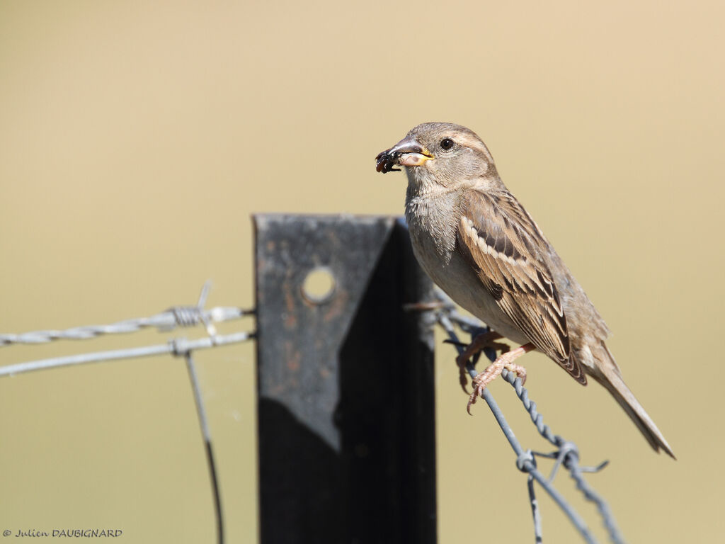 House Sparrow female adult, identification