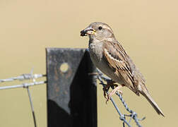 House Sparrow