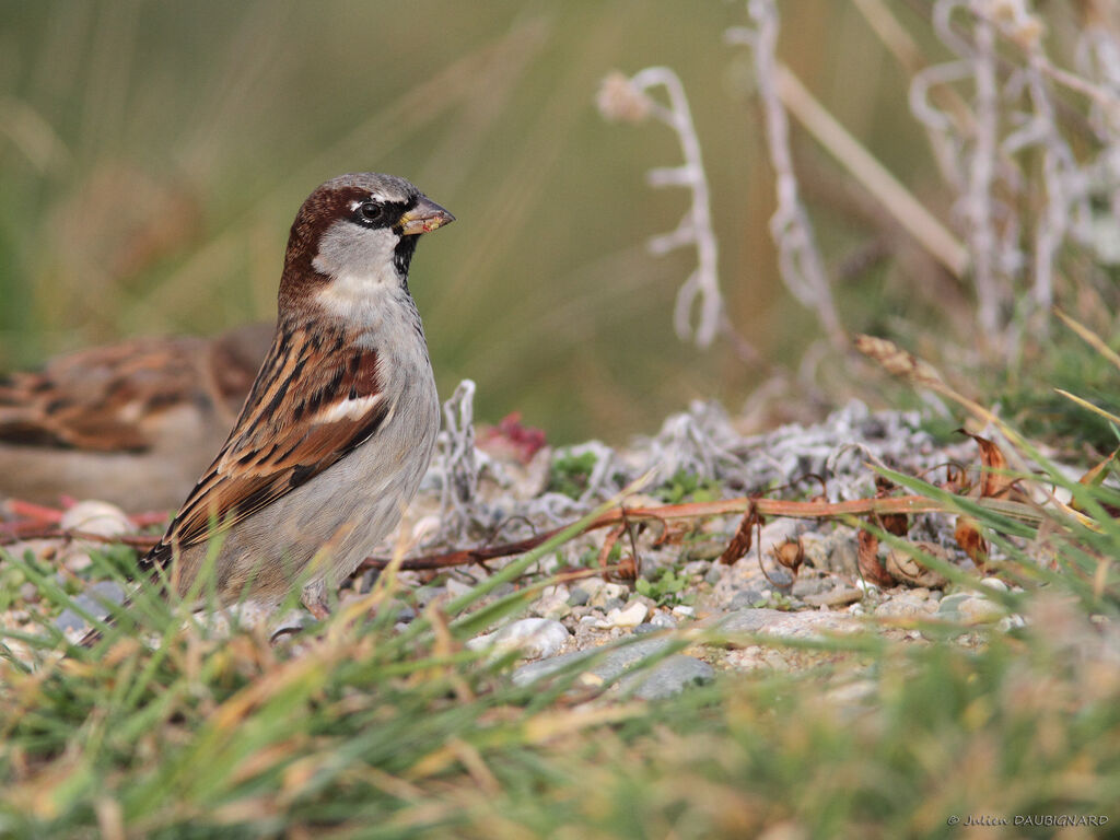 House Sparrow male adult, identification