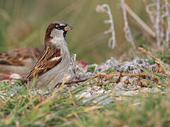 House Sparrow