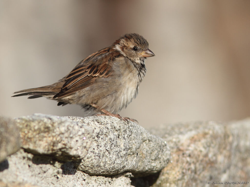 Moineau domestique femelle, identification