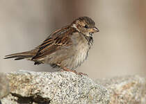 Moineau domestique