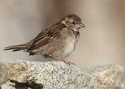 House Sparrow