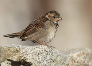 Moineau domestique