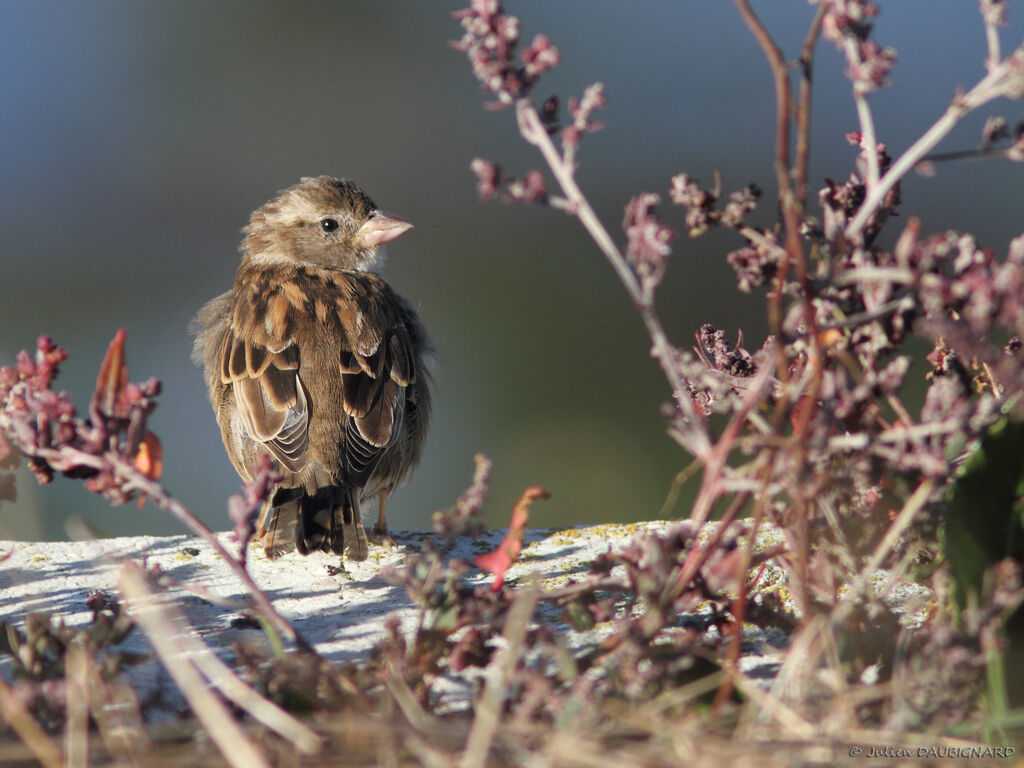 House Sparrow female, identification