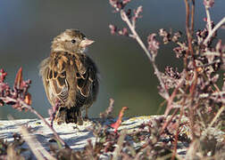 House Sparrow