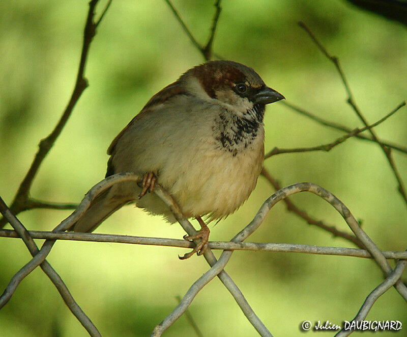 House Sparrow male