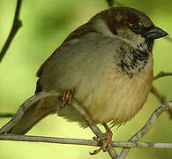 Moineau domestique