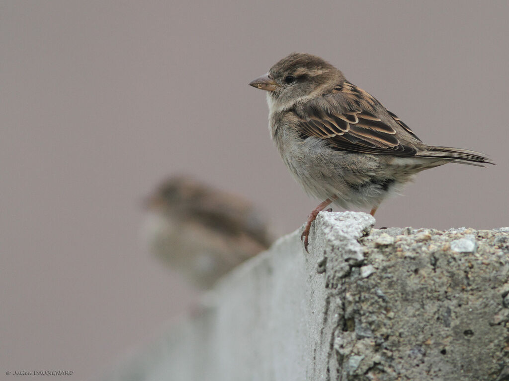 House Sparrowadult, identification