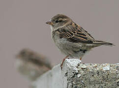 House Sparrow