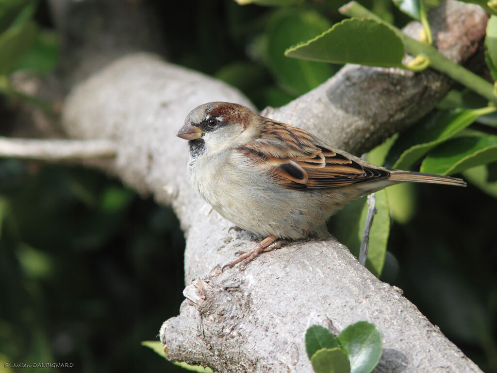 Moineau domestique mâle, identification