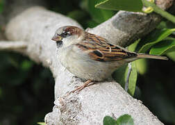 Moineau domestique