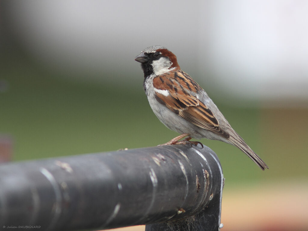 House Sparrow male, identification