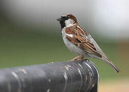 House Sparrow