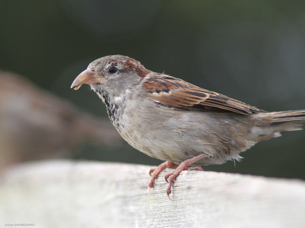 Moineau domestique mâle, identification