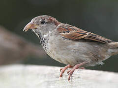 House Sparrow