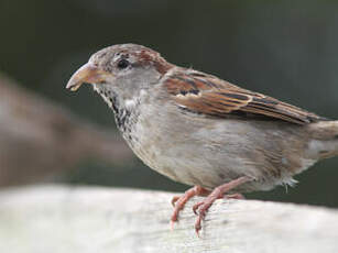 Moineau domestique