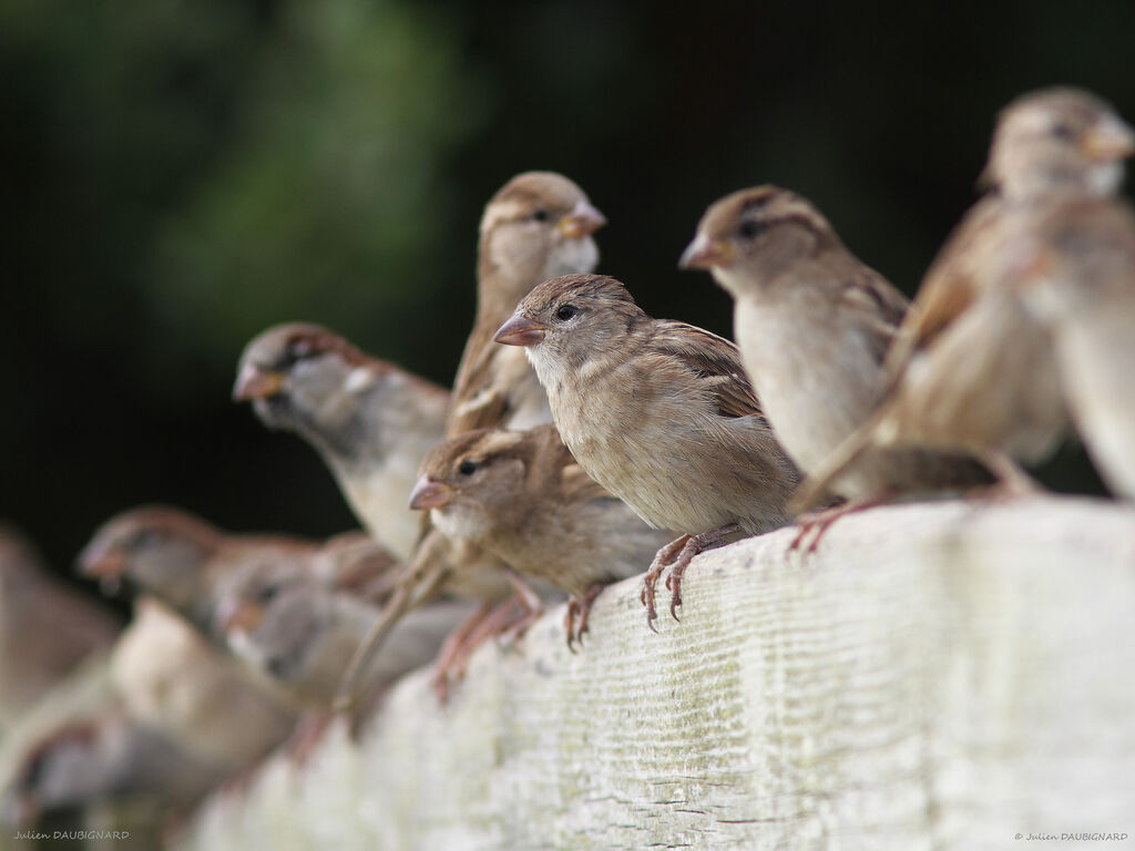 House Sparrow