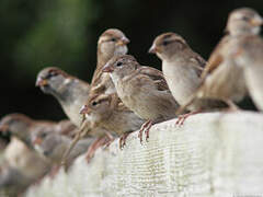 House Sparrow