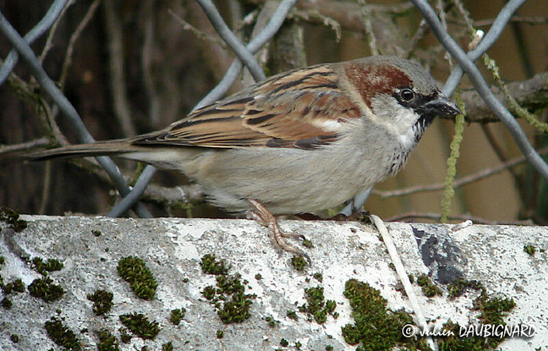 House Sparrow male