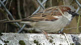 Moineau domestique