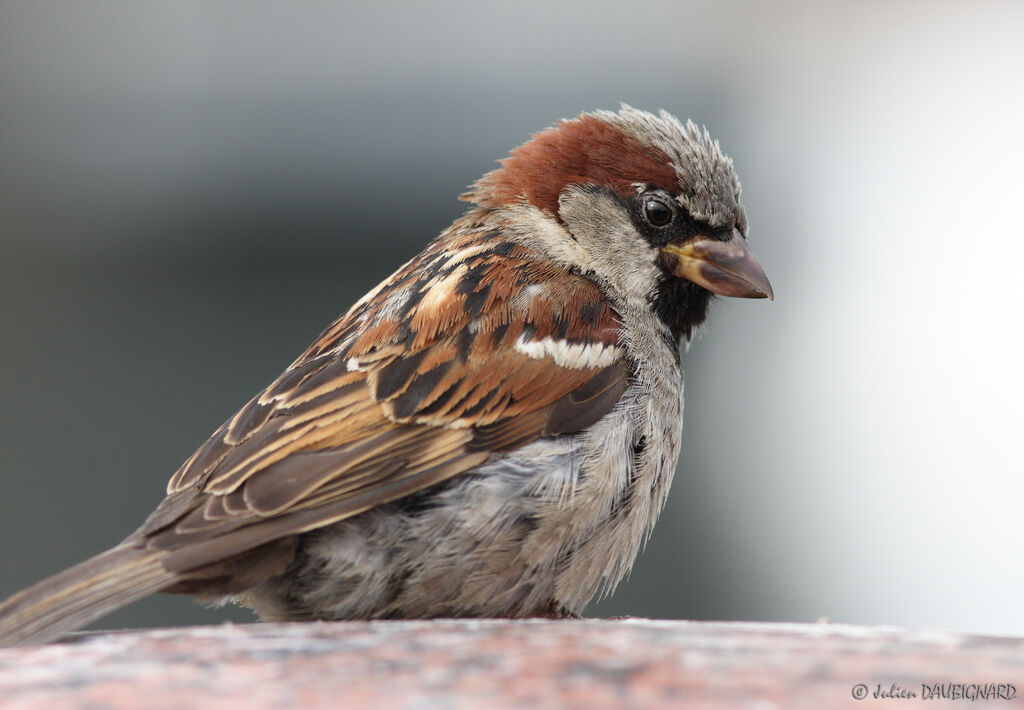 House Sparrow male, identification