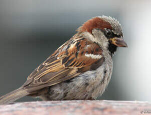 Moineau domestique