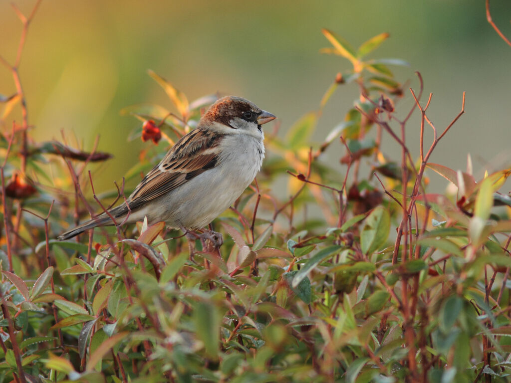 Moineau domestique mâle, identification