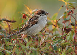 Moineau domestique