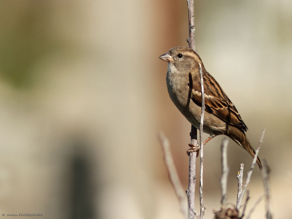 Moineau domestique, identification