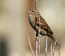 House Sparrow