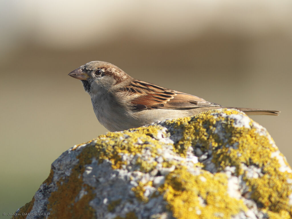 Moineau domestique, identification